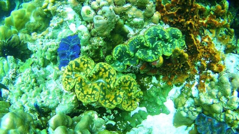 Koh Lipe Snorkeling Trip 6 hours Trip1 - The Sum Up
