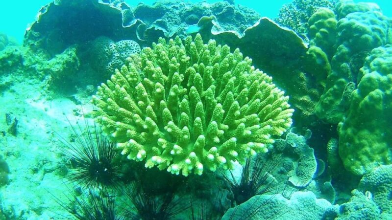 Koh Lipe Snorkeling Trip 6 hours Trip1 - FAQ