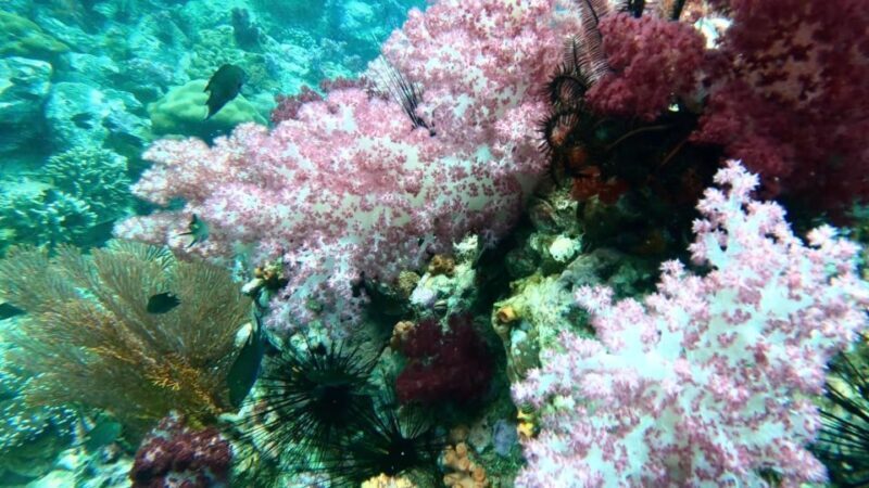 Koh Lipe:One Day Trip Join Snorkeling Program B(7spots) - The Sum Up: Why This Tour Is a Smart Choice for Authentic Island Adventures