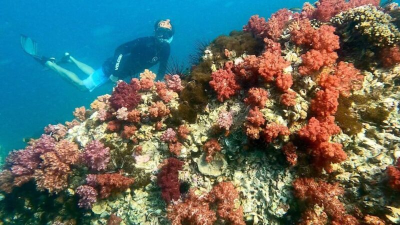 Koh Lipe:One Day Trip Join Snorkeling Program B(7spots) - FAQ