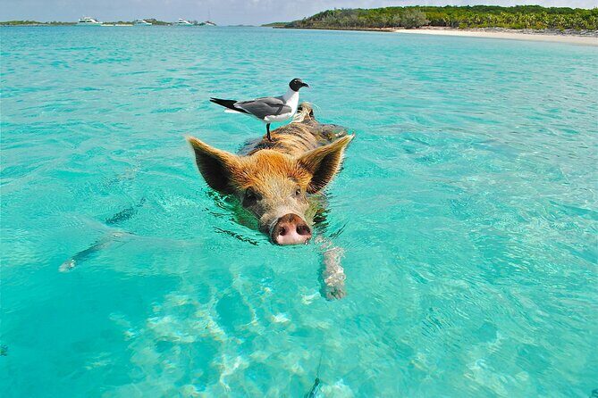 Koh Madsum (pig island) Koh Ten, Five island Tour - Key Points