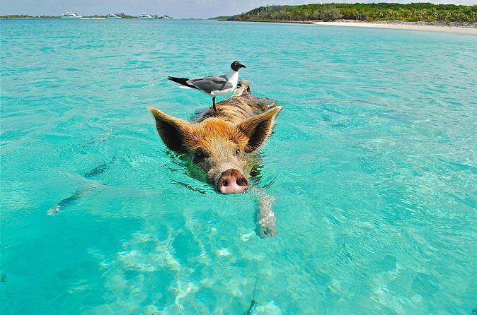Koh Madsum (pig island) Koh Ten, Five island Tour - Authentic Traveler Feedback