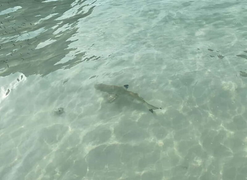 Koh Phi Phi: Halfday Maya Bay Sunset & Plankton by Speedboat - An In-Depth Look at the Tour