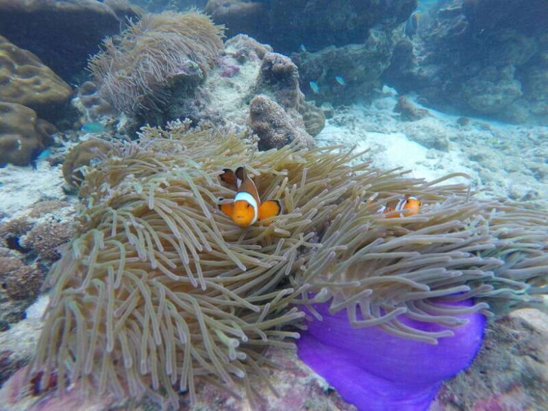 Koh Phi Phi: Maya Bay Private Longtail Boat Tour - FAQs