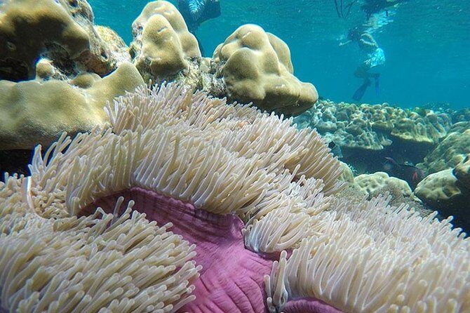Koh Rok and Koh Haa Snorkeling Trip by Speedboat from Koh Lanta - The Bottom Line