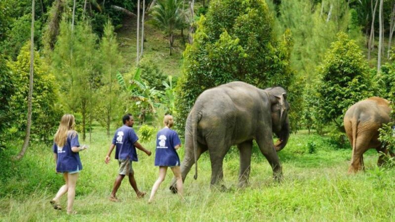 Koh Samui: 4x4 Sightseeing Safari & Elephant Sanctuary Tour - What’s Included and How It’s Organized