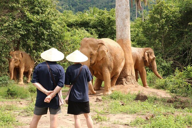 Koh Samui Elephant Home Sanctuary and the first Elephant Museum - Discovering Koh Samuis Ethical Elephant Experience: A Review