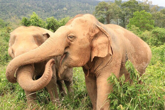Koh Samui Elephant Home Sanctuary and the first Elephant Museum - Who Should Consider This Tour?
