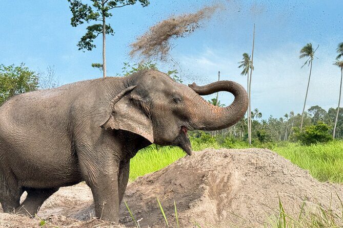 Koh Samui Elephant Home Sanctuary and the first Elephant Museum - The Sum Up: Is This Tour Worth It?