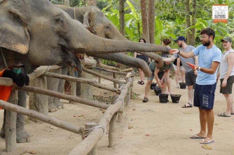 Koh Samui: Elephant Sanctuary Entry and Feeding Experience - An In-Depth Look at the Experience