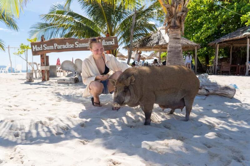 Koh Samui: Island Hopping Adventure in Coral and Pig Island - The Return Journey and Additional Activities