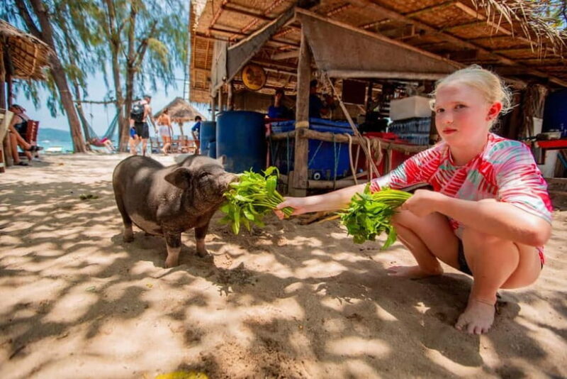 Koh Samui: Pig Island Day Tour by Speedboat - An Overview of the Experience
