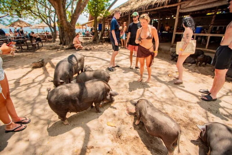 Koh Samui: Pig Island Day Tour by Speedboat - The Practicalities and Considerations