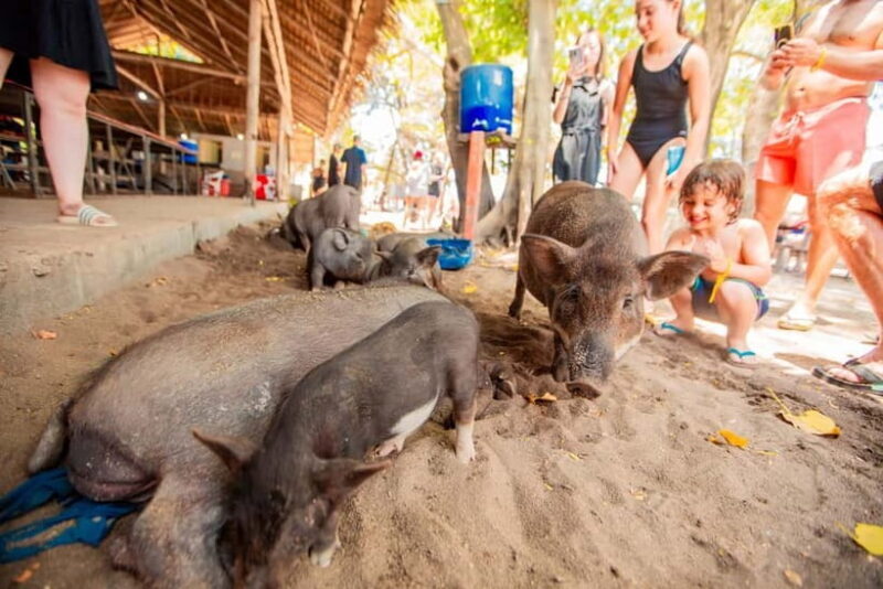 Koh Samui: Pig Island Day Tour by Speedboat - The Sum Up