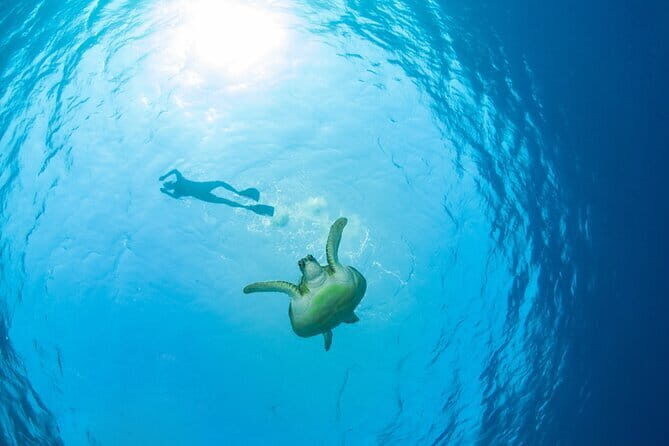 Koh Tan and Pig Island Half-Day Tour by Speed Catamaran - Analyzing the Value