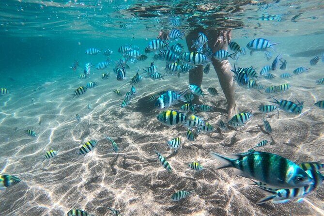 Koh Tao & Koh Nang Yuan Snorkeling Tour by Speed Boat from Samui - A Closer Look at the Itinerary