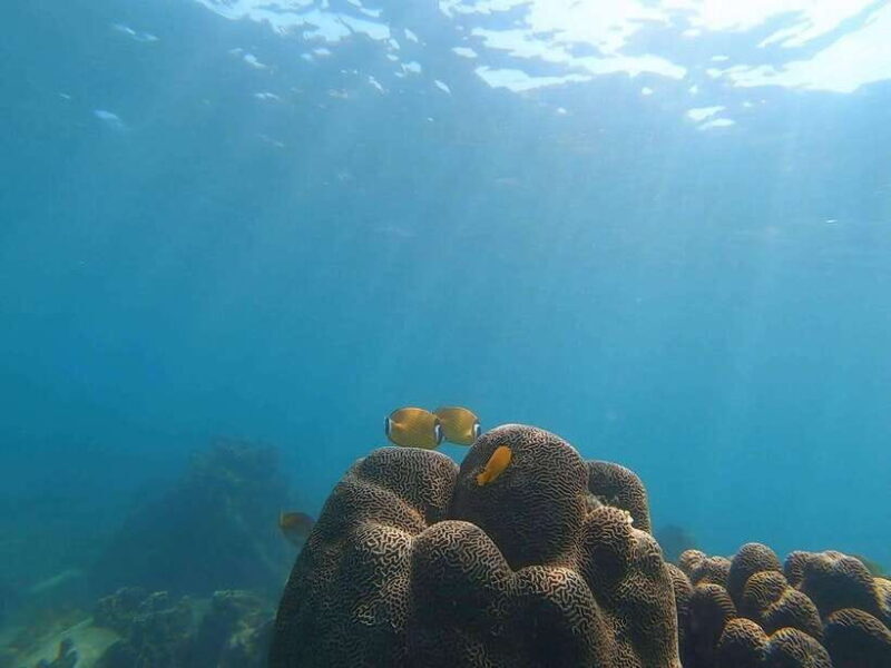 Koh Tao: Premium Snorkel Tour to Koh Nangyuan Bays by Oxygen - Key Points