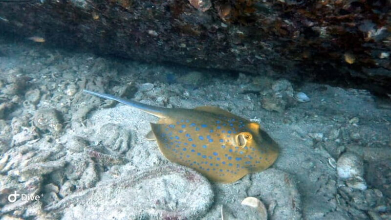 Koh Tao: Snorkeling and Sunset Tour - Key Points