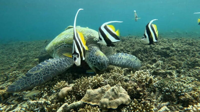 Koh Tao: Snorkeling and Sunset Tour - Introduction: What Is the Koh Tao Sunset Snorkeling Tour?