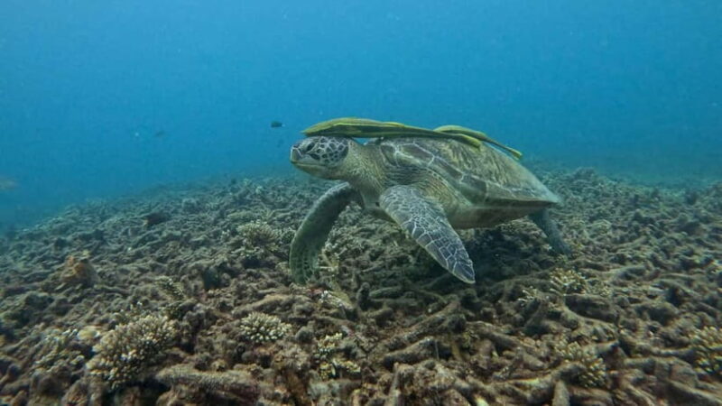 Koh Tao: Snorkeling and Sunset Tour - Practical Details for Travelers