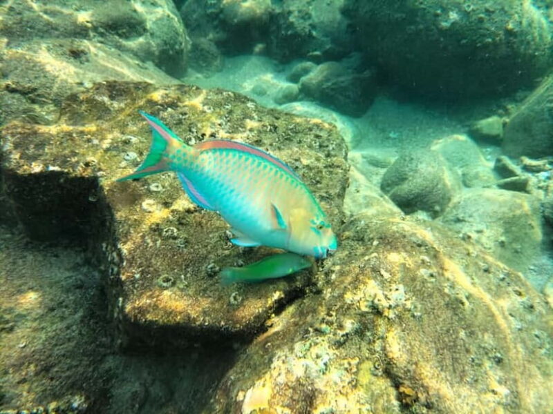 Koh Tao: Snorkeling and Sunset Tour - FAQ