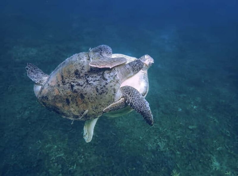 Koh Tao: Snorkeling Trip to Nang Yuan Island & Hidden Bays - FAQ
