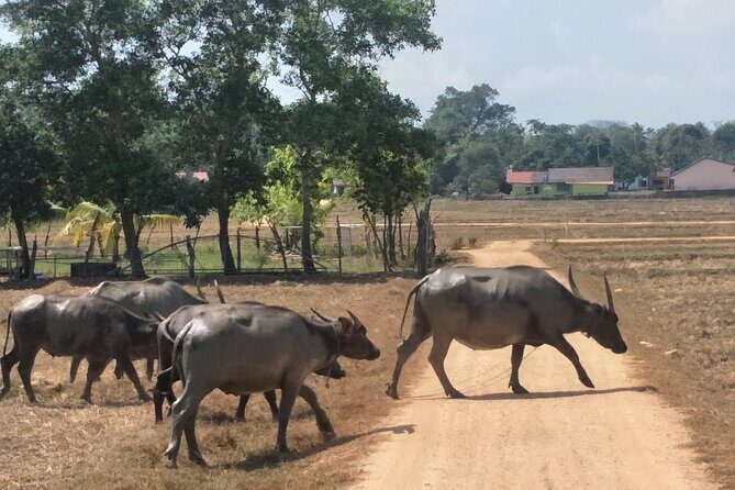 Koh Yao Noi Cycling and Beach - FAQ