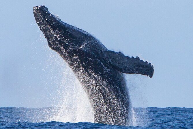 Kohola Whale Watching Excursion - An Authentic and Personal Approach to Whale Watching