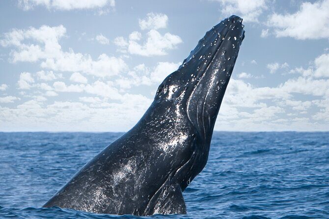 Kohola Whale Watching Excursion - Authenticity and Expertise: The Guides Make the Difference