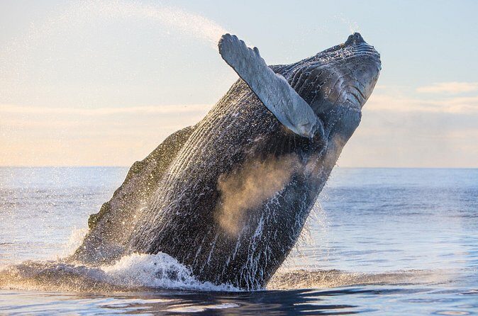 Kohola Whale Watching Excursion - FAQs