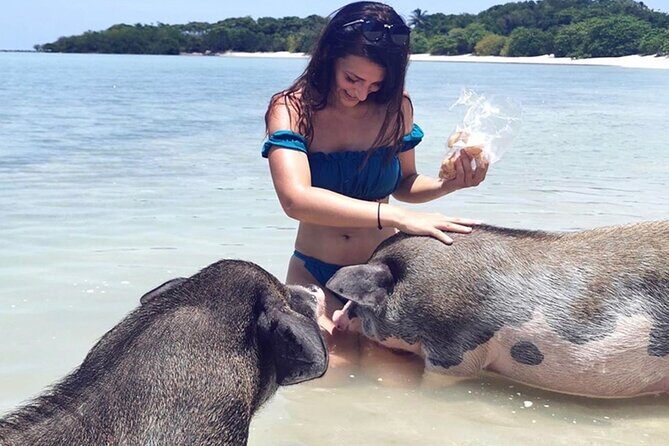 kohsamui.tours - Pig Island Snorkeling Eco Tour by Speed Boat - Duration and Timing