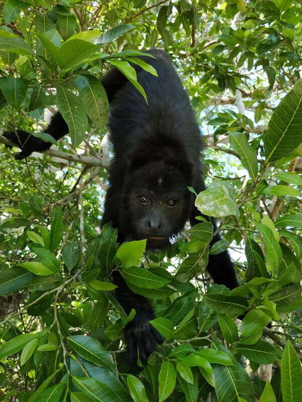 Kohunlich Mayan Ruins: With Professional Native Guides - Who Is This Tour Best For?