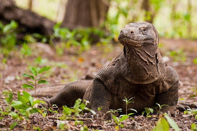 Komodo Island Adventure from Bali (Day Trip) - Key Points