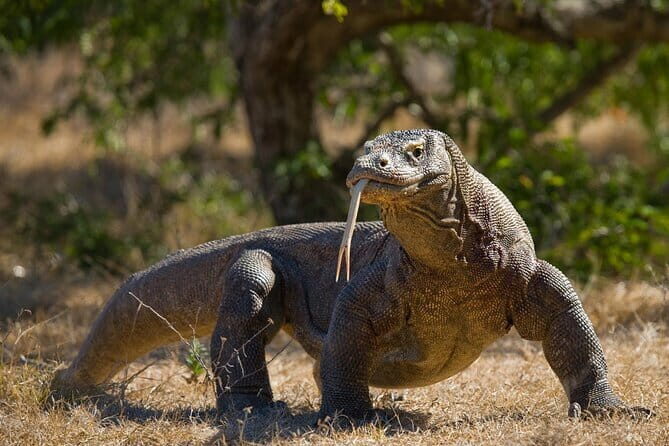 Komodo Island Adventure from Bali (Day Trip) - What’s Included and What’s Not