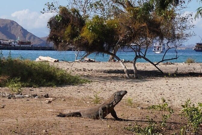 Komodo Islands with Speedboat in Labuhan Bajo - A Detailed Look at the Tour