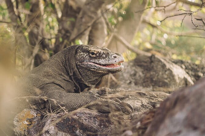 Komodo Islands with Speedboat in Labuhan Bajo - The Sum Up