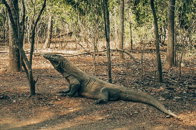 Komodo Private Boat tour 3Days 2 Night - Practical Tips for Future Travelers