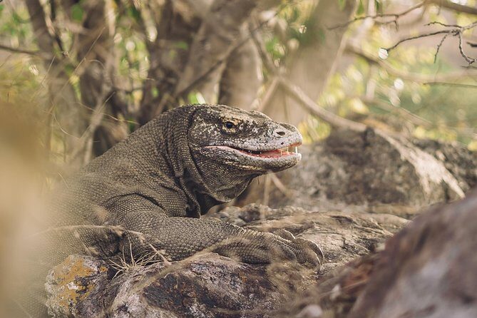 Komodo Private Boat tour 3Days 2 Night - Who Should Consider This Tour?