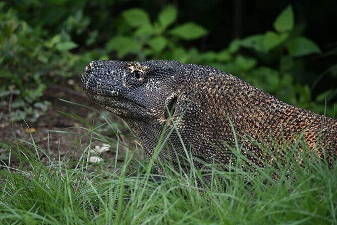 Komodo Private Boat tour 3Days 2 Night - Frequently Asked Questions