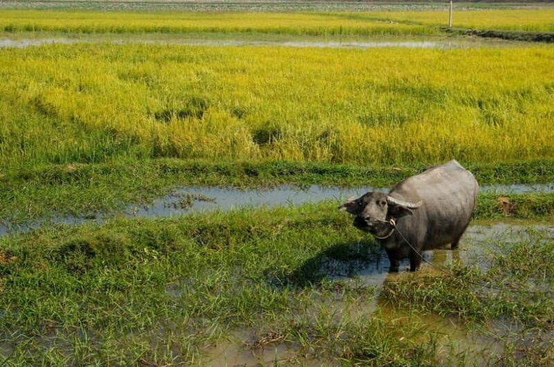 Kompong Kleang Village and Tonle Sab Lake - Who Will Love This Tour?