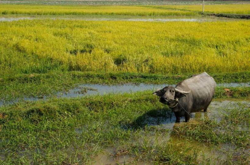 Kompong Kleang Village and Tonle Sab Lake - Practical Tips