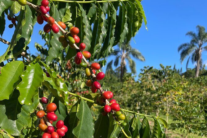 Kona Cloud Forest and Coffee Tour with Sea Turtle Beach Visit - Who Should Consider This Tour?