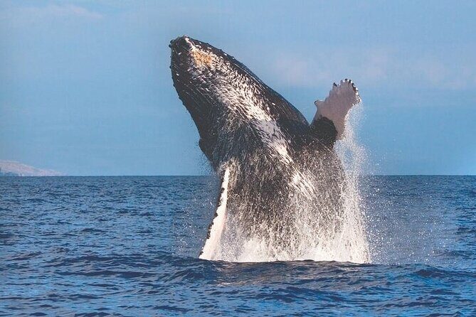 Kona Coastline Escape: Sail with Dolphins & Turtles on Honi Olani - Practical Tips for Future Travelers