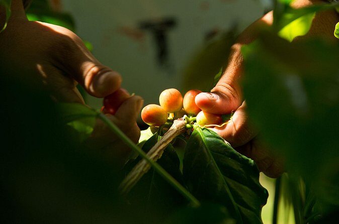 Kona Coffee Roasting Experience - FAQ