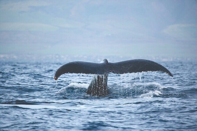 Kona Deluxe Catamaran Whale Watch - The Journey Along the Kona Coastline