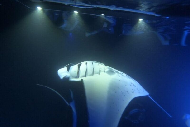 Kona Hi, Sunset Manta Ray Tour 10 passengers maximum - What Makes This Tour Special?