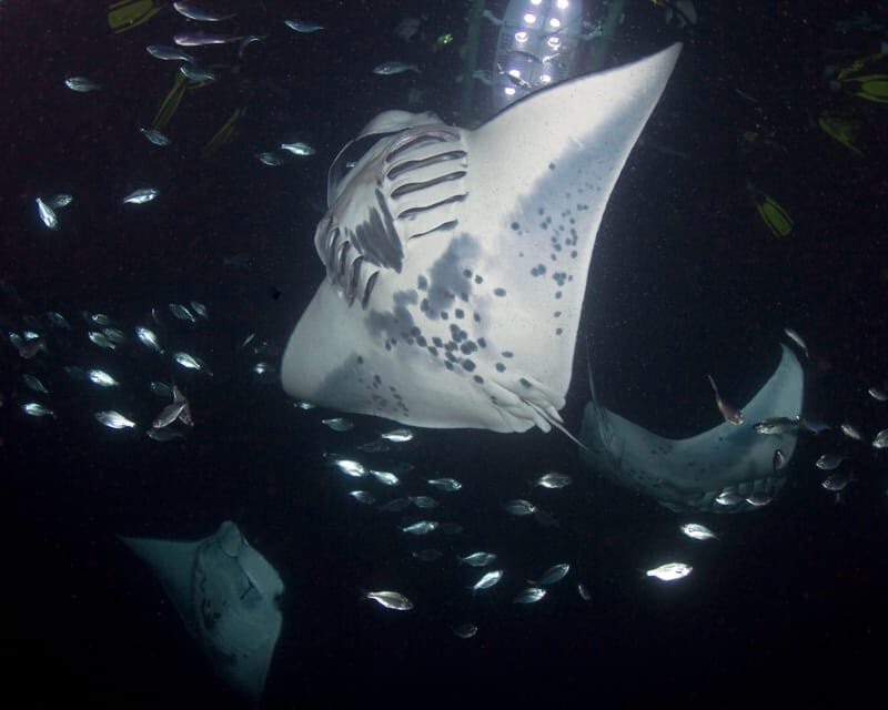 Kona Hi, Sunset Manta Ray Tour 10 passengers maximum - What’s Included and What’s Not