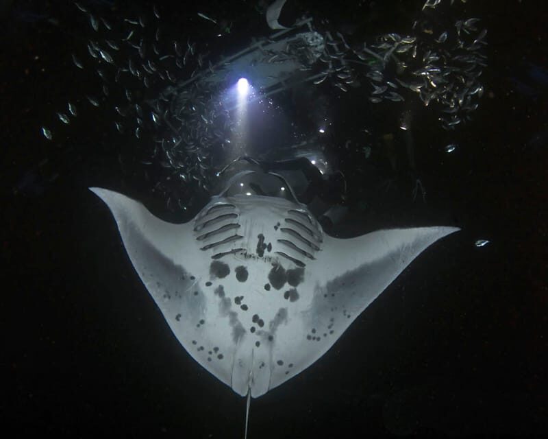 Kona Hi, Sunset Manta Ray Tour 10 passengers maximum - How This Tour Stacks Up Against Others