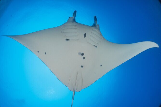 Kona Manta Ray Night Snorkel Adventure! Small Group - A Practical Overview of the Experience