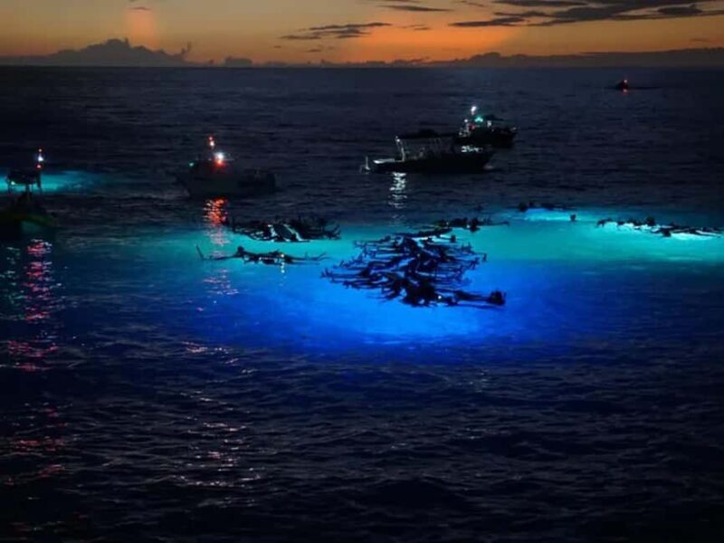 Kona: Manta Ray Night Snorkel Adventure - Introduction: Why This Tour is a Must-Do